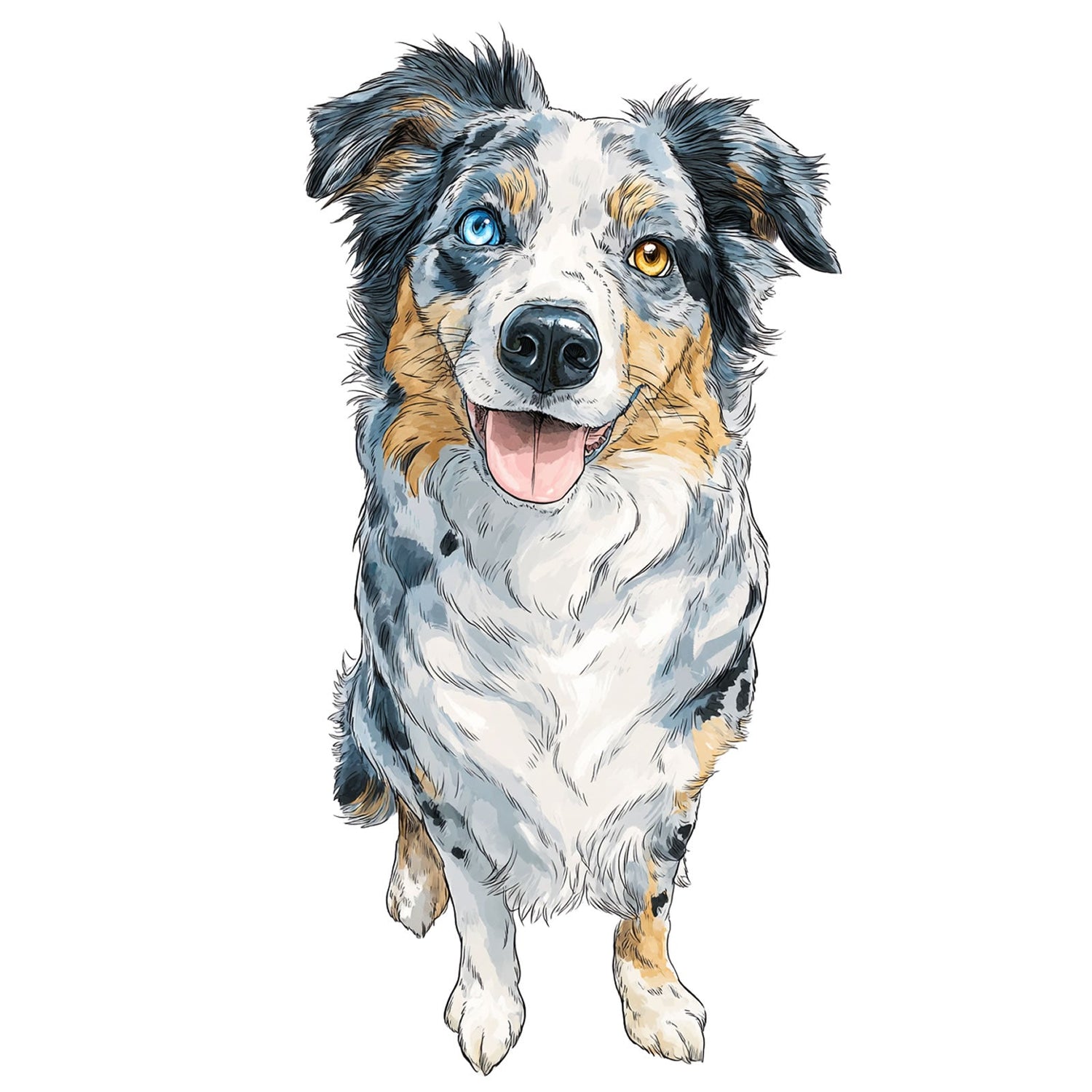 Australian Shepherd