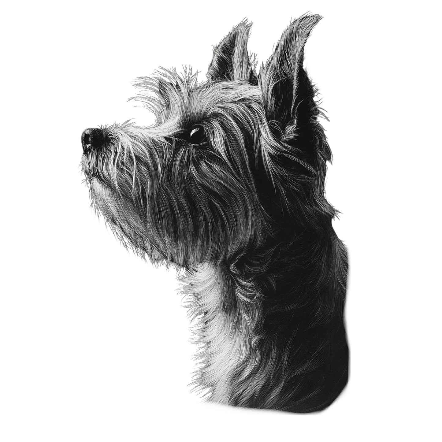 Biewer Terrier "Noir & Blanc" T-shirt