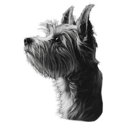 Biewer Terrier "Noir & Blanc" T-shirt