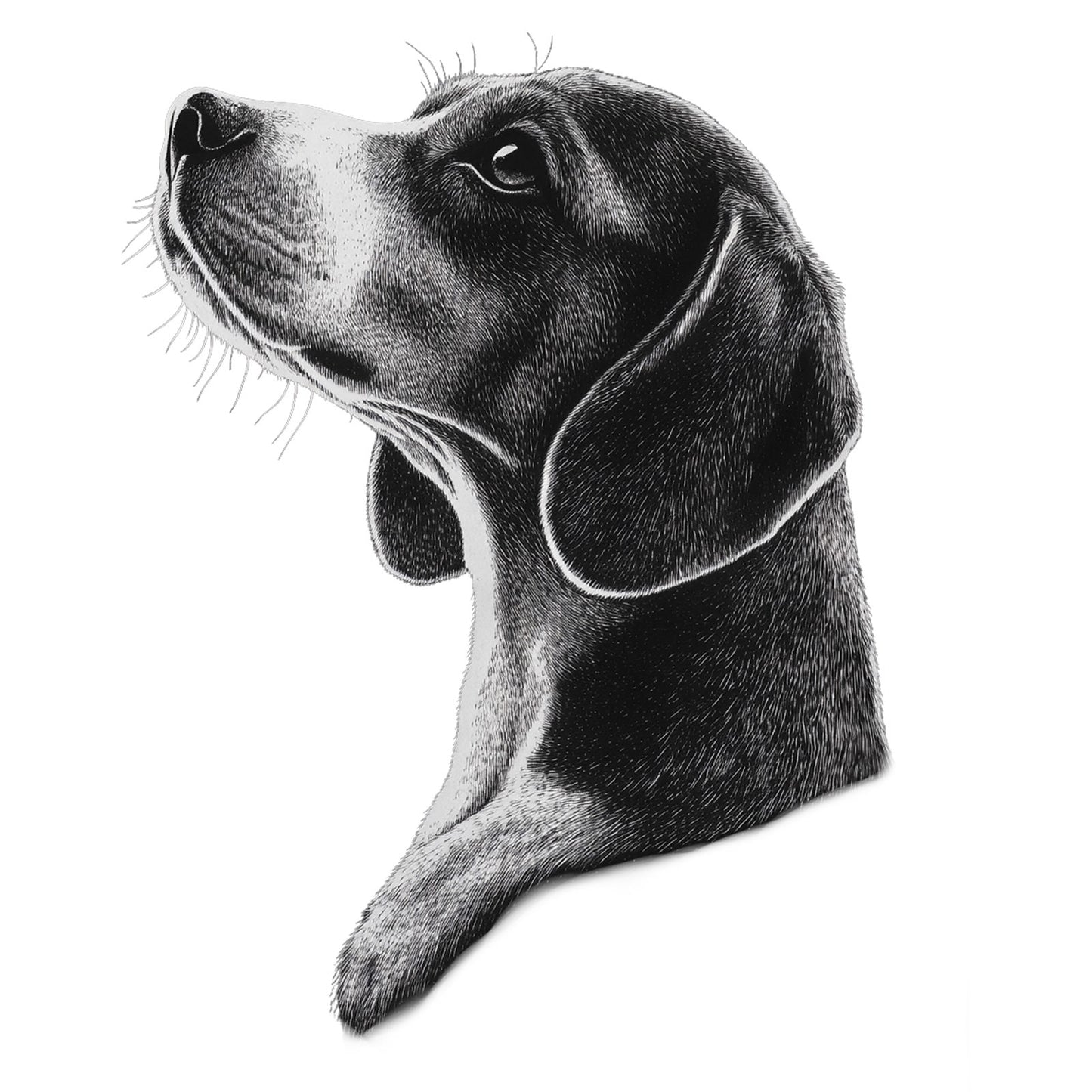 Beagle "Noir & Blanc" T-shirt