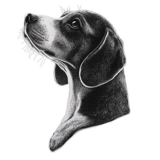 Beagle "Noir & Blanc" T-shirt